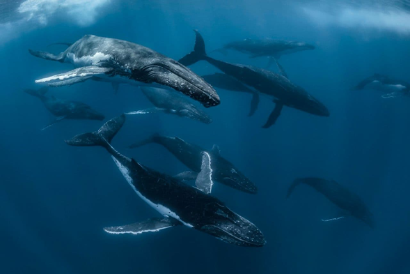 ¡Las ballenas siempre han sabido el camino. Ahora, sabemos cómo protegerlo!