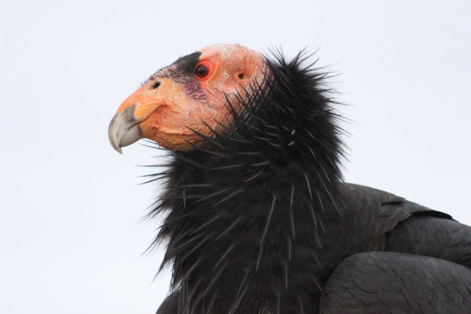 iPoster RESCUING SPECIES. MEXICO; THE FUTURE OF THE CALIFORNIA CONDOR.